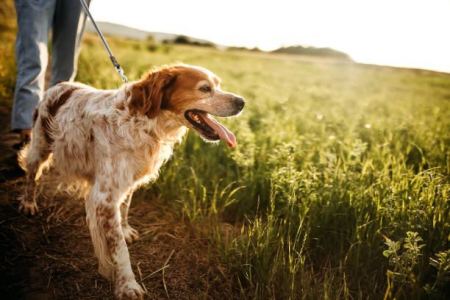 تفسير حلم عضة الكلب لجميع الحالات